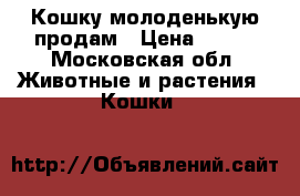 Кошку молоденькую продам › Цена ­ 500 - Московская обл. Животные и растения » Кошки   
